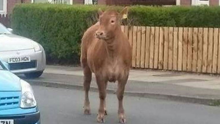 Αγρυπνία με κεριά στη μνήμη… αγελάδας που σκότωσαν αστυνομικοί