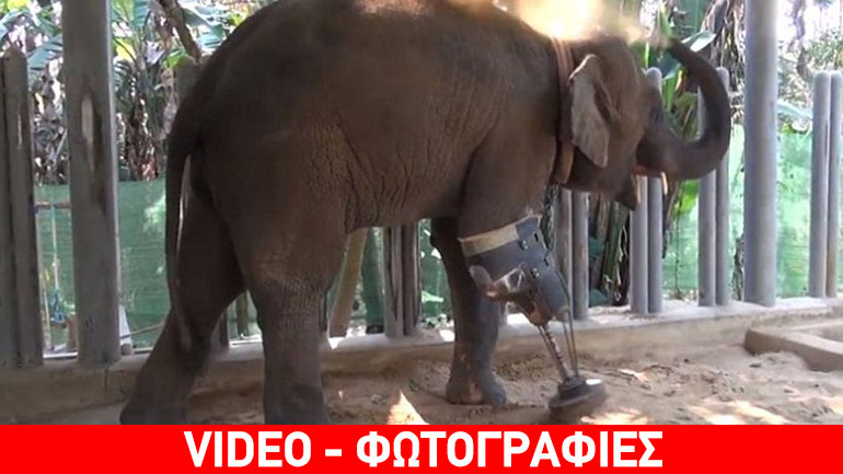 Ελεφαντίνα περπατά με προσθετικό πόδι