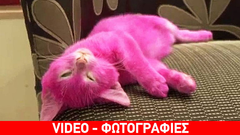 Ρωσία: Σκότωσε τη γάτα της… βάφοντάς την ροζ!