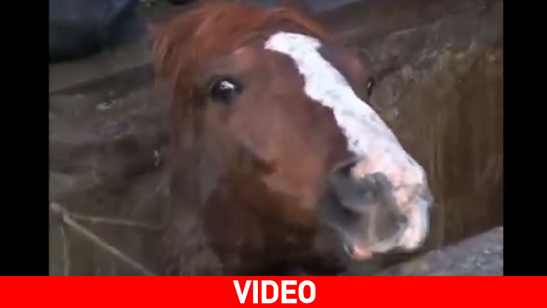 Δραματική επιχείρηση απεγκλωβισμού αλόγου από φρεάτιο στη Χιλή