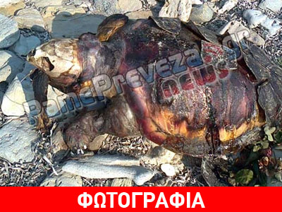 Βρέθηκε νεκρή θαλάσσια χελώνα στην Πρέβεζα