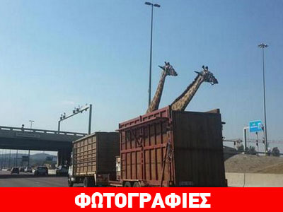 Τραγικό θάνατο βρήκε καμηλοπάρδαλη