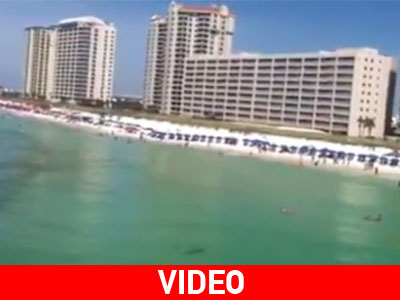 Καρχαρίας προκάλεσε πανικό σε παραλία της Φλόριντα