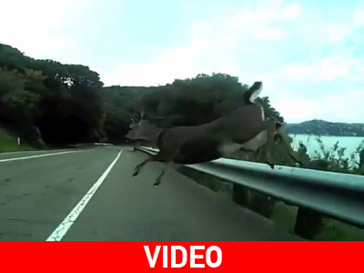 Ποδηλάτης τράκαρε με… ελάφι!