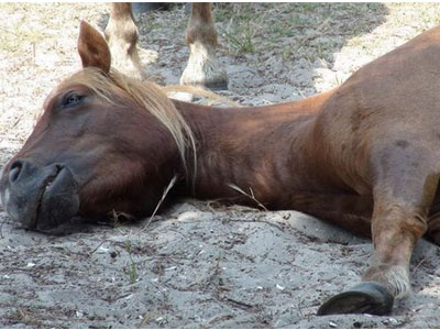 Δηλητηρίασαν 11 άλογα στον Αχέροντα