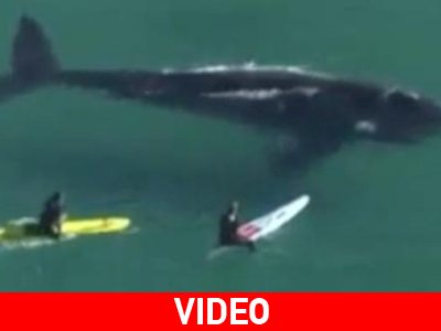 Αυστραλοί σέρφερς… «παρενοχλούν» φάλαινα!