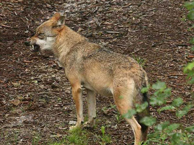 Εύβοια: Αγέλη λύκων κατασπάραξε 30 πρόβατα