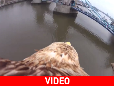 Το Λονδίνο μέσα από τα μάτια ενός… αετού!