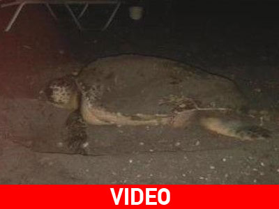 Θαλάσσια χελώνα επέλεξε να γεννήσει στη Σαντορίνη