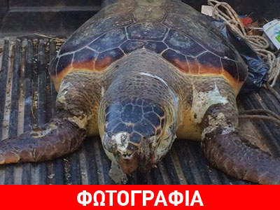 Ναύπακτος: Βρέθηκε χτυπημένη θαλάσσια χελώνα
