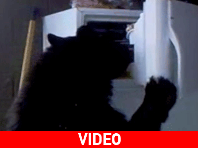 Αρκούδα πιάστηκε στα πράσα… να κλέβει πίτσες από ψυγείο!