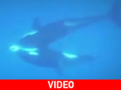 Φάλαινες δολοφόνοι επιτίθενται σε καρχαρία