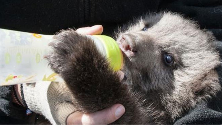 Τη φροντίδα του Αρκτούρου απολαμβάνει ορφανό αρκουδάκι στη Φλώρινα