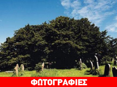 Το γηραιότερο δέντρο της Βρετανίας