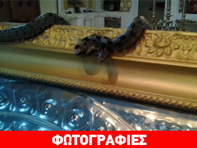 Εμφανίστηκε το πρώτο φιδάκι της Παναγίας