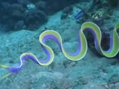 Απεβίωσε σε ηλικία 165 ετών το γηραιότερο χέλι