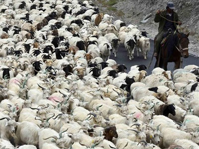 Ιωάννινα: Επιβεβαιώθηκαν κρούσματα καταρροϊκού πυρετού