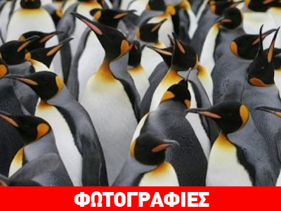 Ανακαλύφτηκε πιγκουίνος σε ύψος… μπασκετμπολίστα!