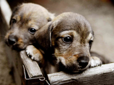 Ηράκλειο: Κυκλοφορεί ελεύθερος δολοφόνος 12 σκυλιών