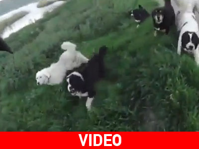 «Φύλακες» με τις πιο άγριες διαθέσεις τα σκυλιά στη χειμαδίτιδα λίμνη