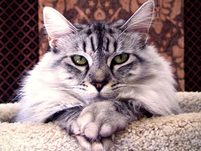 Ένας γάτος … κλέφτης