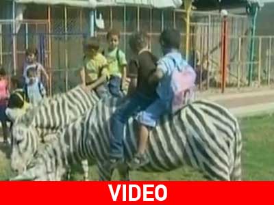 Γάιδαροι σε ρόλο.. ζέβρας