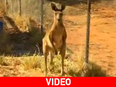 Τα καγκουρό βγήκαν για βόλτα στην πόλη!