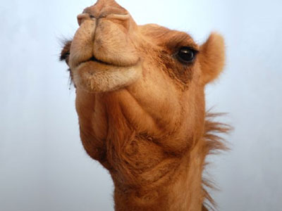 Αποζημίωση 250.000 δολαρίων για μια καμήλα