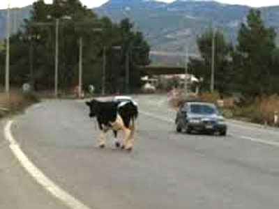 Θεσσαλονίκη: Αστυνομικός σκοτώνει αγελάδα για παρακώλυση συγκοινωνιών