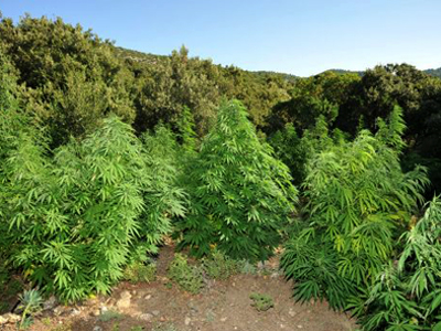 Δάσος από χασισόδεντρα στο Γύθειο