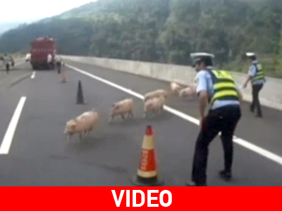 Γκίτσου, γουρούνια, τροχονόμοι Γκίτσου, γουρούνια, τροχονόμοι