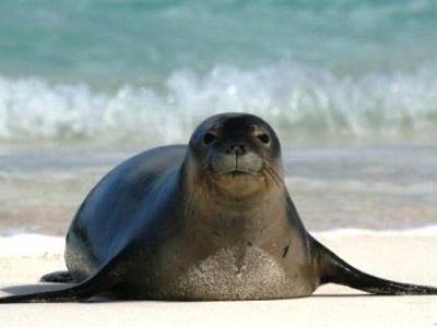 «Κυκλάδες Life» από WWF, ΥΠΕΚΑ και άλλους φορείς