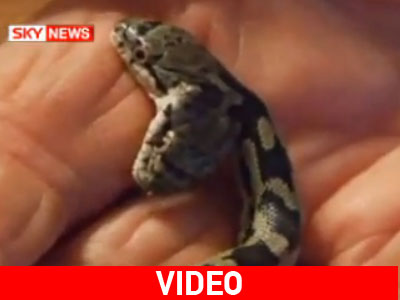 Ο δικέφαλος όφις