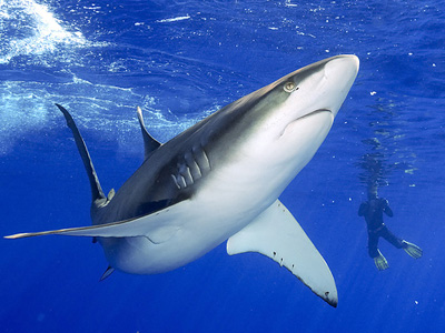 Προστασία για τους καρχαρίες πριν εξαφανιστούν