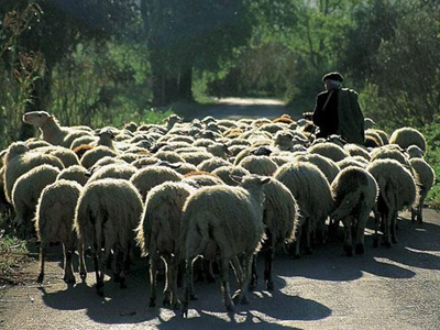 Κομοτηνή: Πληγή για τους κτηνοτρόφους η ζωοκλοπή