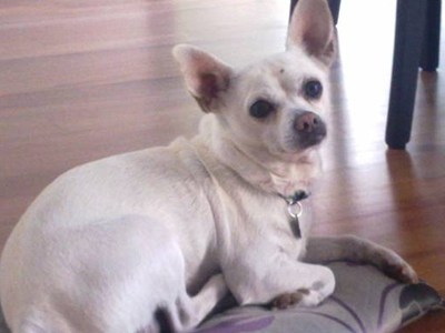 Χάθηκε ο Ασπρούλης- Δίδεται αμοιβή