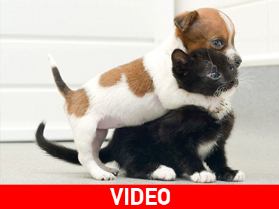 Νομίζουν ότι είναι αδέρφια!