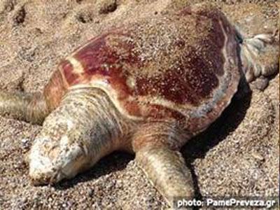 Νεκρή χελώνα Καρέτα – Καρέτα στην Πρέβεζα