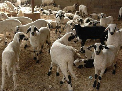 Πήγε να ταΐσει τα πρόβατα του και τα βρήκε σφαγμένα!