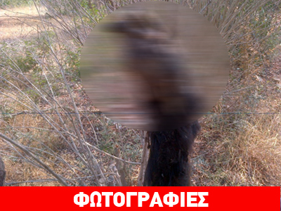 ΣΟΚ: Κρέμασαν σκύλο στο Πόρτο Χέλι