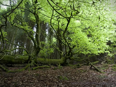 Σκωτία: Πτώμα γυναίκας ανακαλύφθηκε στο δάσος του Perthshire