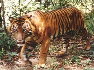 Τίγρης σκότωσε φύλακα ζωολογικού πάρκου στην Κολωνία