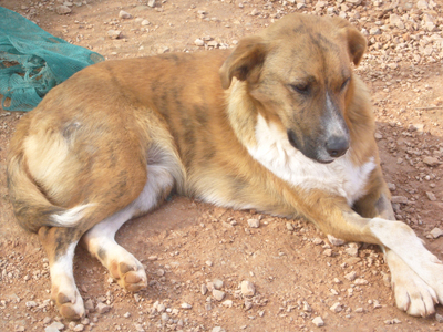 Η Καραμέλα χρειάζεται τη βοήθειά σας…