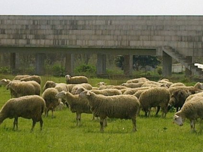 Εγκατέλειψαν τα κλεμμένα ζώα… μετά από 10χλμ!