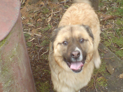 Χαρίζεται κουτάβι τσοπανοσκυλάκι