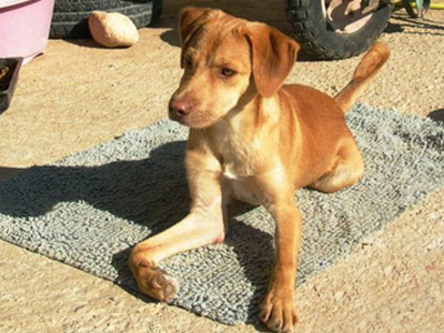 Από την ασυνειδησία κάποιου, ο Αμόρε θα χάσει το ένα του πόδι για πάντα