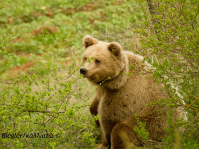 Ζημιές από αρκούδα προκαλούν αναστάτωση στην Καστοριά