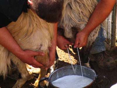 Μπήκαν σε μαντρί, άρμεξαν τα πρόβατα κι έκλεψαν το γάλα!