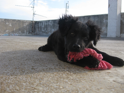 Χαρίζεται αρσενικό κουτάβι