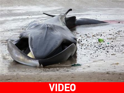 Απεβίωσε η φάλαινα που ξεβράστηκε στα παράλια της Νέας Υόρκης